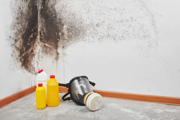 Best Mold Inspection  in Slaughterville, OK
