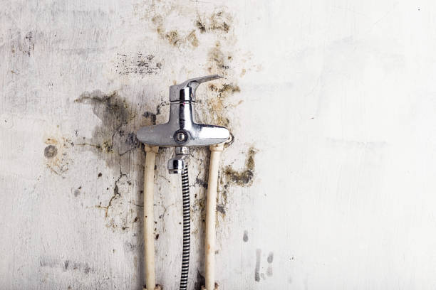 Best Residential Mold Removal  in Slaughterville, OK