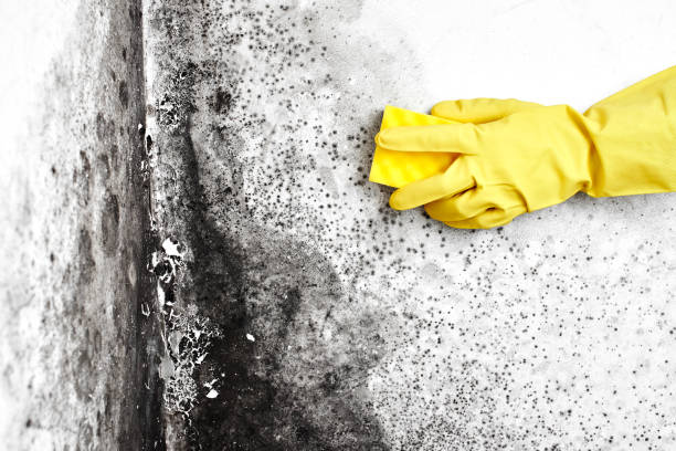 Best Home Mold Removal  in Slaughterville, OK