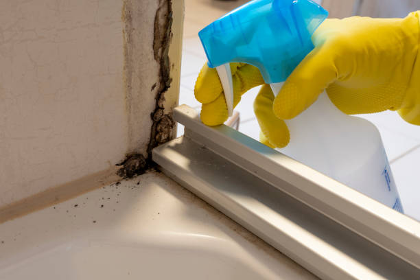 Best Mold Removal Company Near Me  in Slaughterville, OK