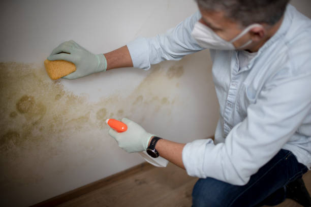Mold Testing and Removal in Slaughterville, OK