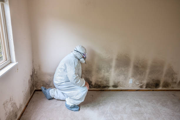 Best Emergency Mold Removal  in Slaughterville, OK