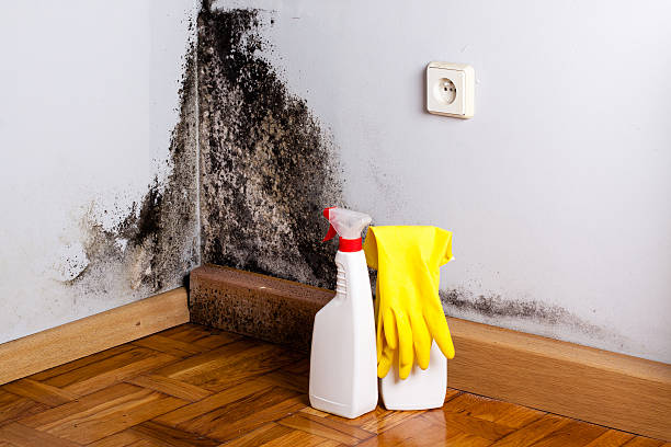 Best Black Mold Removal  in Slaughterville, OK