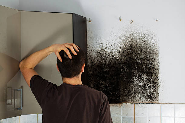 Best Local Mold Removal Service  in Slaughterville, OK