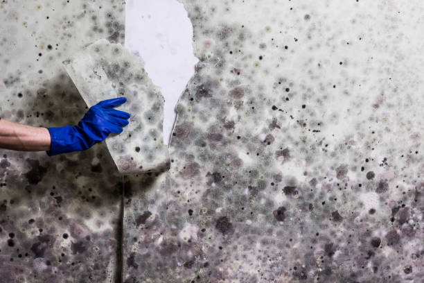 Best Mold Testing  in Slaughterville, OK
