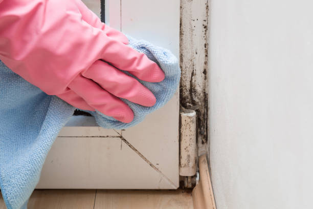 Best Crawl Space Mold Removal  in Slaughterville, OK