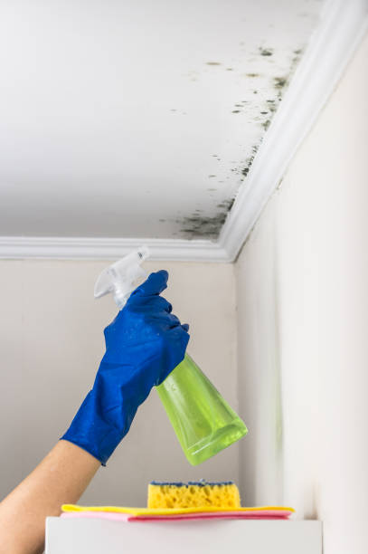 Best Mold Removal Company Near Me  in Slaughterville, OK